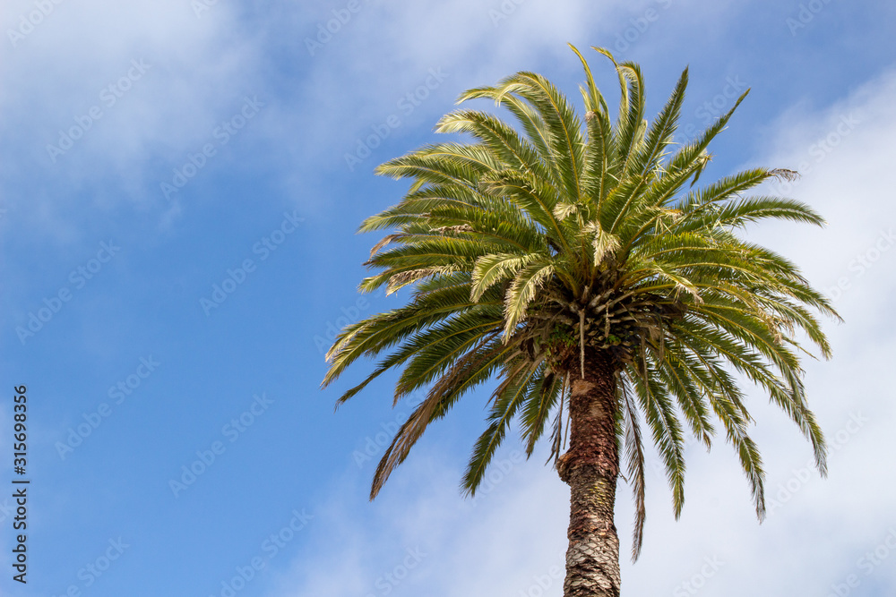 Phoenix palm against blue sky