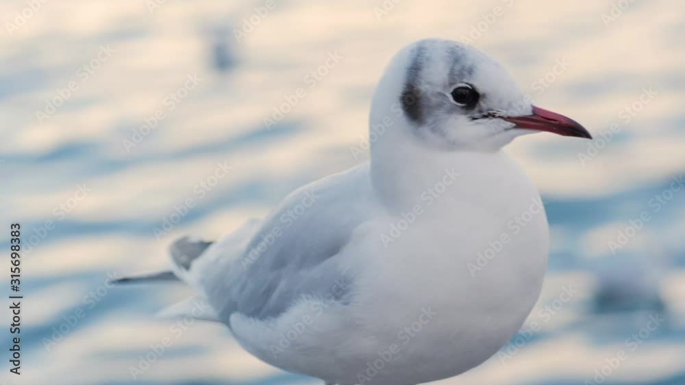 seagull running on the shore Close up view of white birds seagulls walking by the beach against natural blue water background. A seagull staring at the camera. seagull running on the shore Close up view of white birds seagulls walking by the beach against natural blue water background. A seagull staring at the camera.