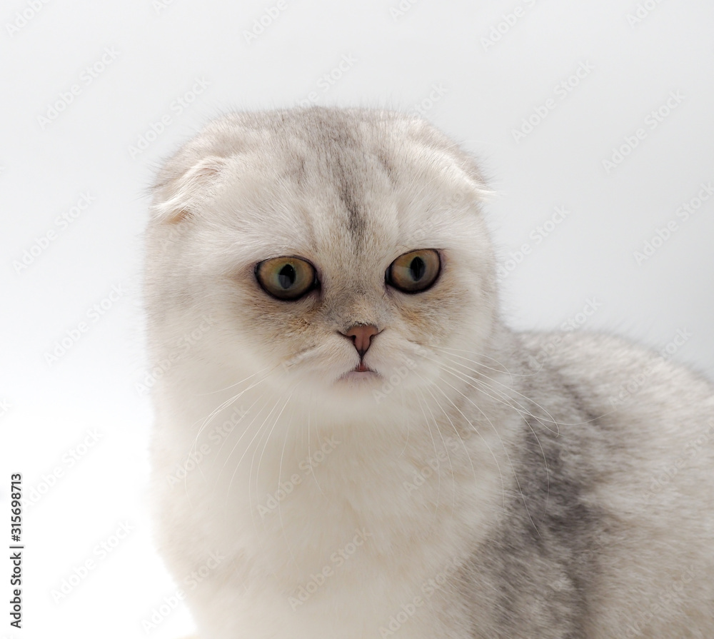 portrait of white cat scottish fold Stock Photo | Adobe Stock