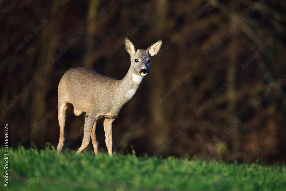 Portrait of young small roedeer grazing the grass on the field horizon meadow Portrait of young small roedeer grazing the grass on the field horizon meadow