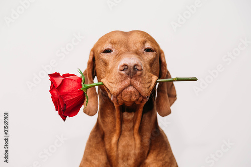 Charming red-haired vizsla dog with eyes closed holds a red rose in his mouth as a gift for Valentine's Day on a white background. photo