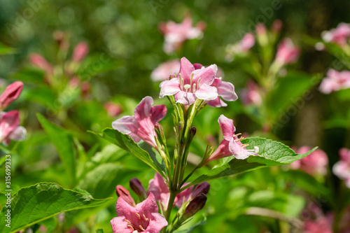 Soft close-up of flowering Weigela hybrida Rosea. Selective focus and close-up beautiful bright pink flowers against the evergreen in the ornamental garden. Nature concept for design