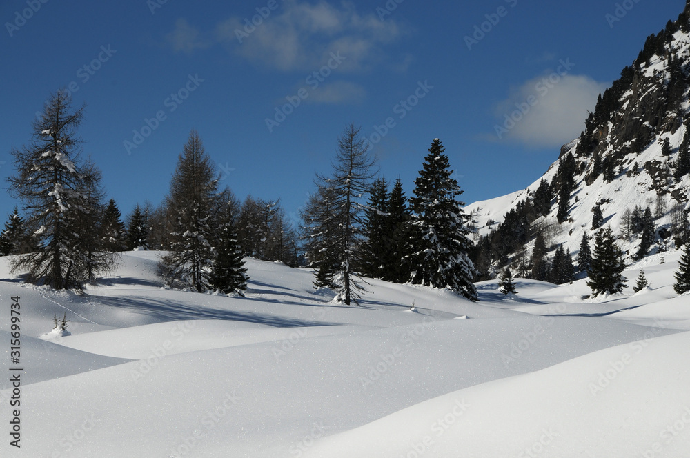 Enchanting winter scene with fir and larch trees with blue sky at Passo San Pellegrino in the Italian Dolomites. Val di Fiemme. Italy.