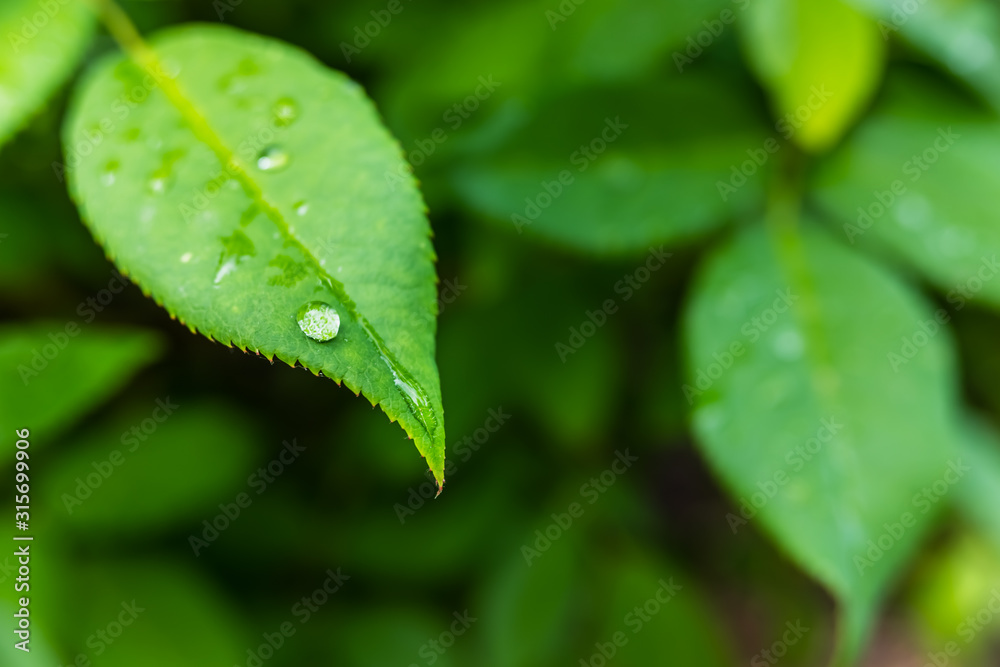 Detail and close-up of raindrops on green leaves, texture and natural background Detail and close-up of raindrops on green leaves, texture and natural background