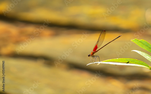 Valokuva anisoptera sobre rama verde