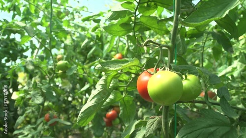 green tomatoes in a greenhouse
