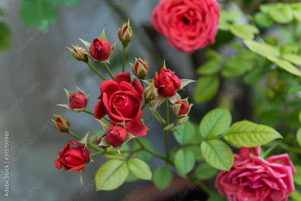 red roses and green leaves red roses and green leaves