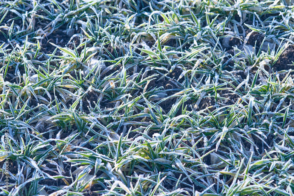 hoarfrost on grass, background image hoarfrost on grass, background image