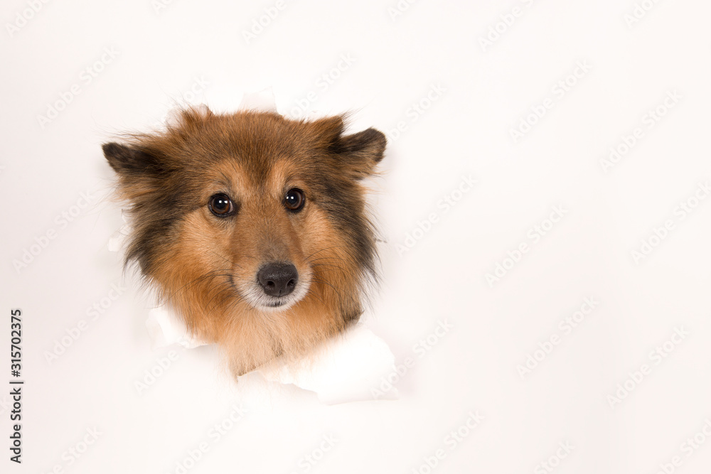 Shetland sheepdog head sticking through a white background with copy space Shetland sheepdog head sticking through a white background with copy space
