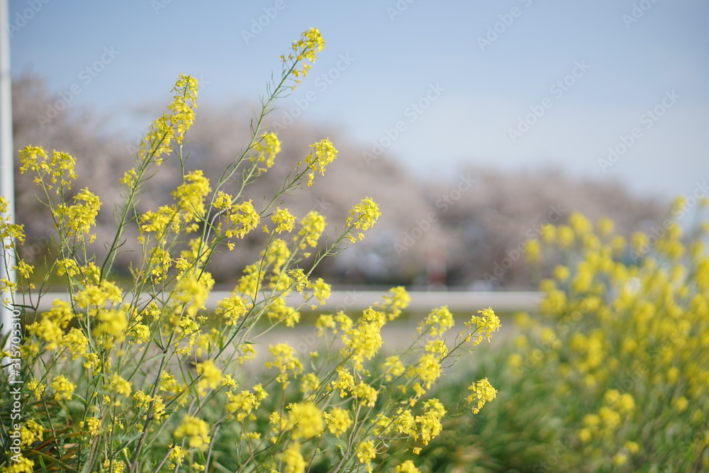 Obraz premium 菜の花