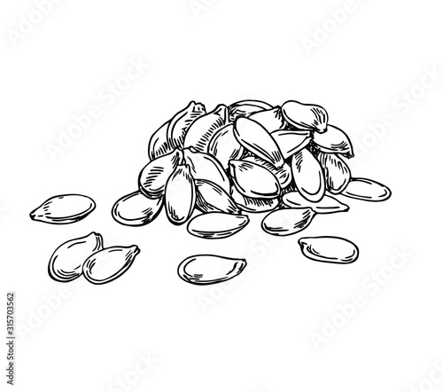 Pumpkin seeds. Line art.