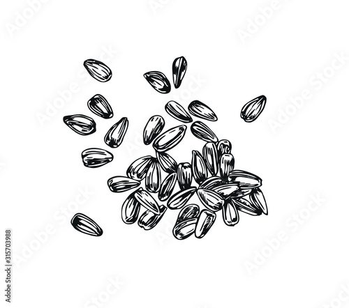 Sunflower seeds. Line art style.
