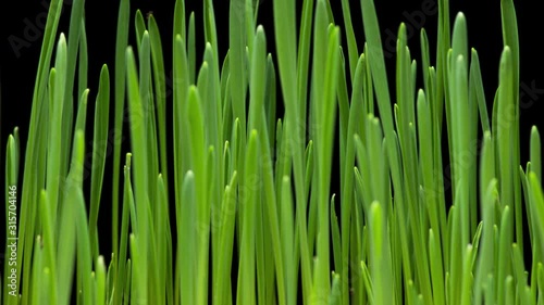 4K Time Lapse of barley grass growing. Time-lapse of growing green grass isolated on black background. Germination seeds sprouting springtime. Close up timelapse of growing Barley.