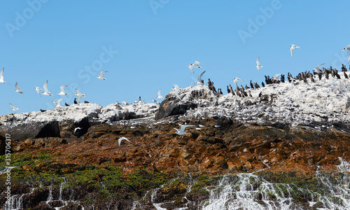 The birds are resting on an island in Algoa Bay, Port Elizabeth photo