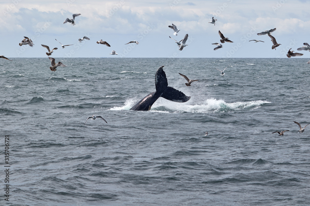 Tail slapping whale at the Atlantic Ocean near Boston.