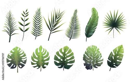 Set of green leaves of fern, tropical trees. Leaves of different shapes with gradient fill.