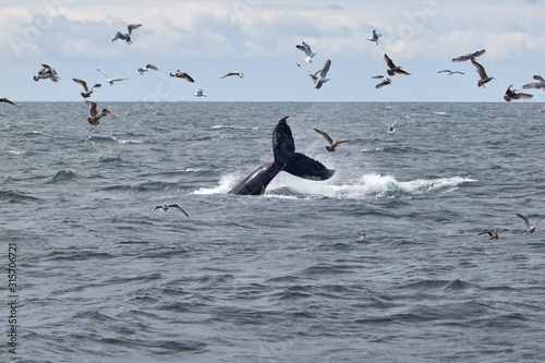 Tail slapping whale at the Atlantic Ocean near Boston.