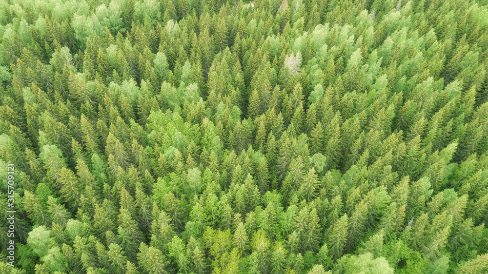 Texture coniferous forest top view. Landscape green forest. Peaks of fir trees. Summer green trees in wood Texture coniferous forest top view. Landscape green forest. Peaks of fir trees. Summer green trees in wood