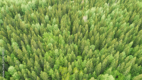 Texture coniferous forest top view. Landscape green forest. Peaks of fir trees. Summer green trees in wood