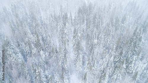 Top down aerial drone view of the snow-covered misty woods after a snowfall. © raland