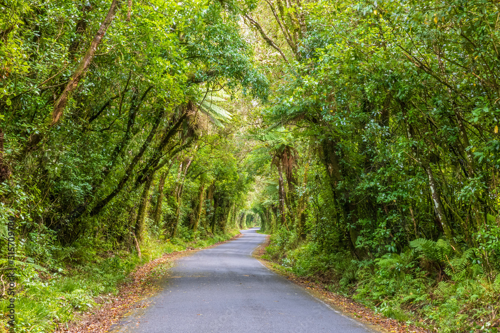 New Zealand, Asphalt road cutting through green lush forest in Egmont National Park New Zealand, Asphalt road cutting through green lush forest in Egmont National Park