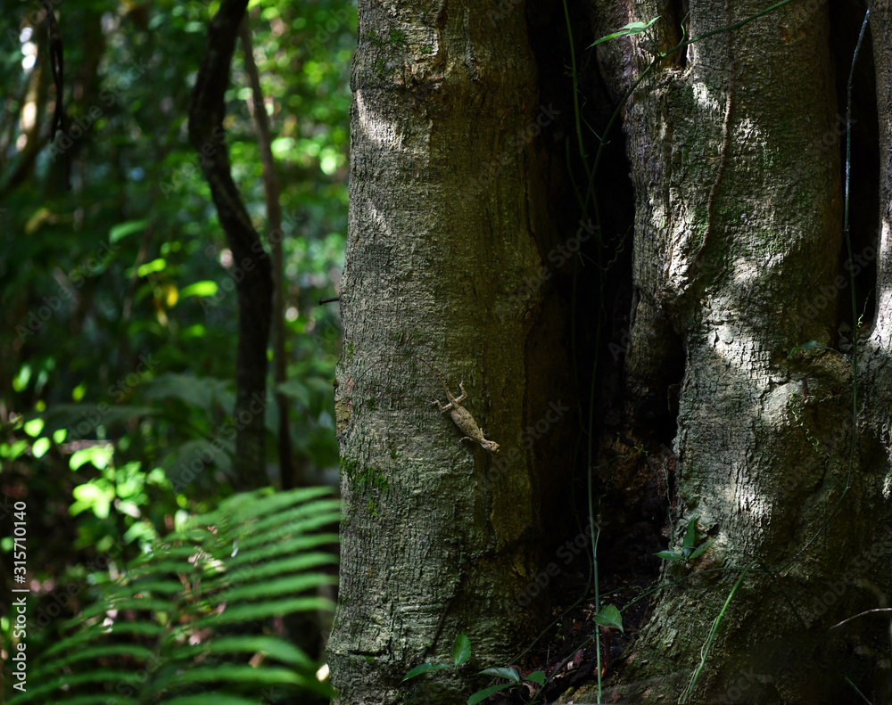forest lizard on a tree trunk