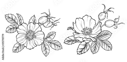 Wild rose flowers and berries  line art drawing. Outline vector illustration isolated on white background