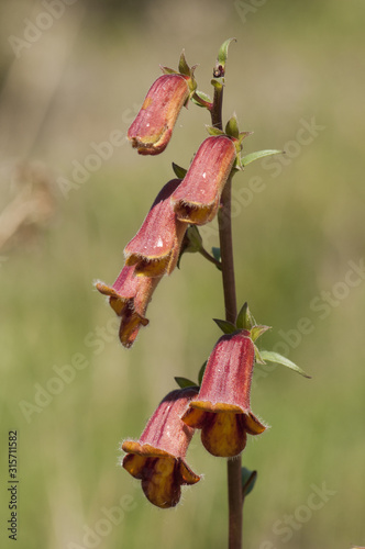 Digitalis obscura willow foxglove beautiful golden brown flower very toxic used in folk medicine