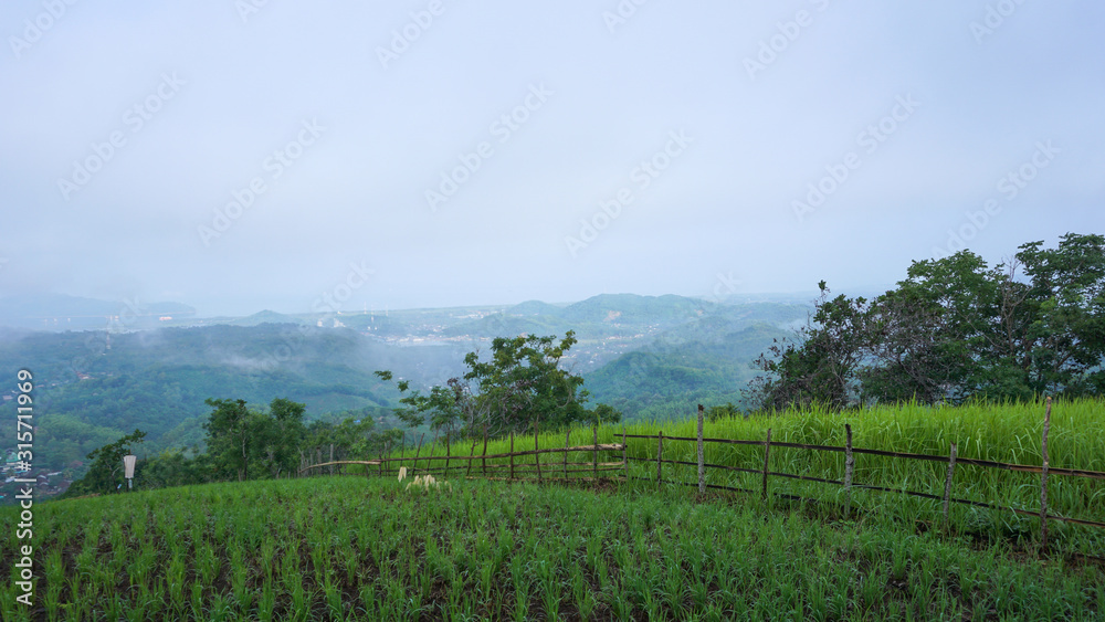 Rice fields on the hill in the morning when dew that reflects the biases of sunlight.