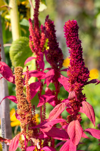 Amaranth plants at sunlight photo