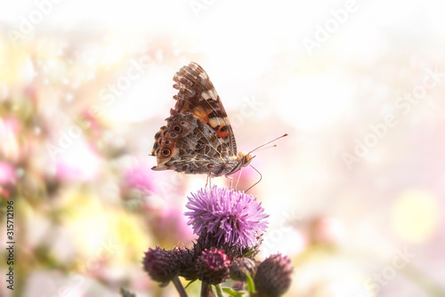 Butterfly on purple flower in bokeh sunlight.Sunny summer nature