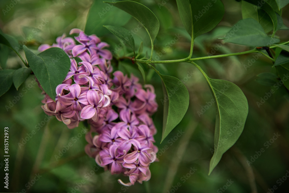 the branch of lilac blossoms among the green leaves the branch of lilac blossoms among the green leaves