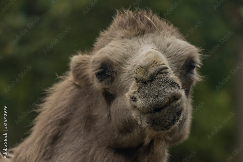 Fototapeta premium Brown hair donkey with wooden fence and long ears