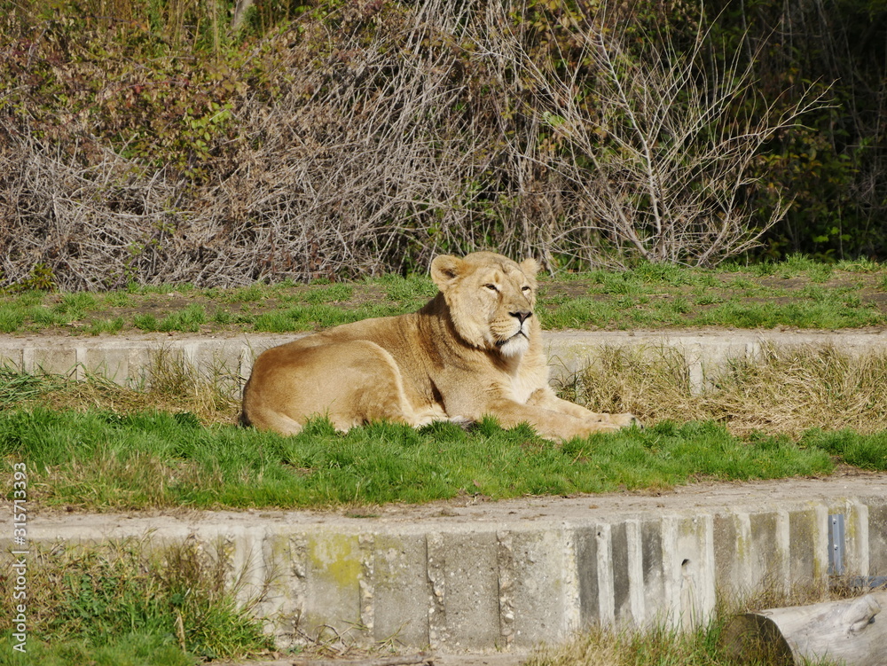 Obraz premium Mammals