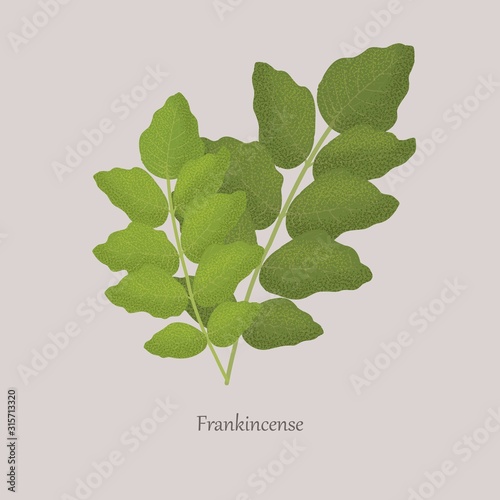Indian Frankincense Salai or Boswellia serrata branches with green leaves. A plant for making fragrant resin. Ligneous plant on a gray background and logo.
