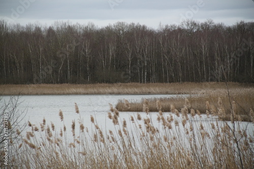 Roselière du lac de madine