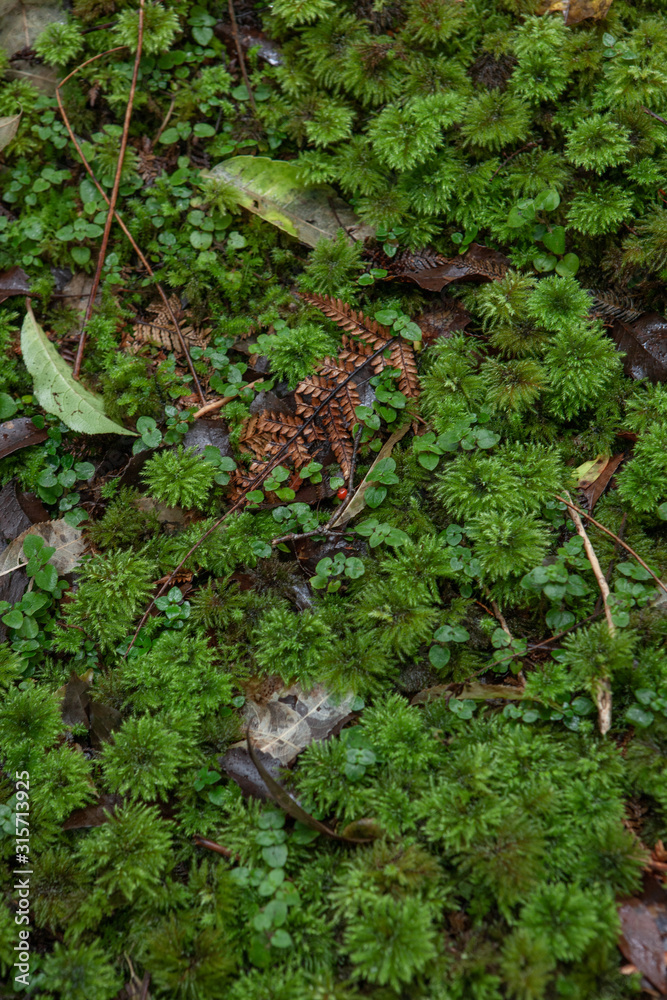 Fox Glacier. New Zealand. Tropical rain forest. Ferns. Fox Glacier. New Zealand. Tropical rain forest. Ferns.