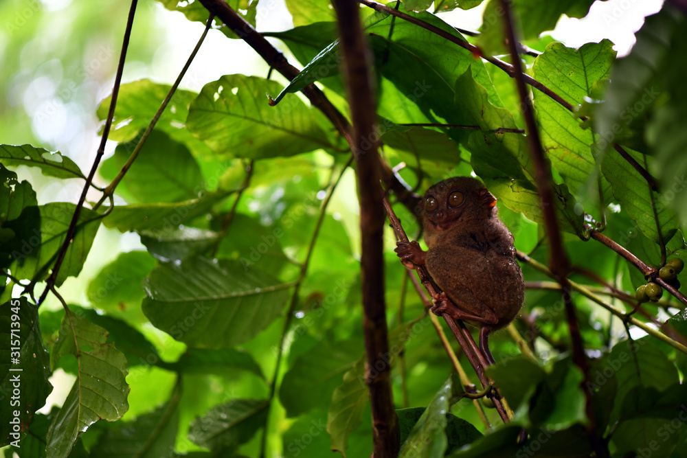 a tarsier sits in foliage on a tree in natural conditions