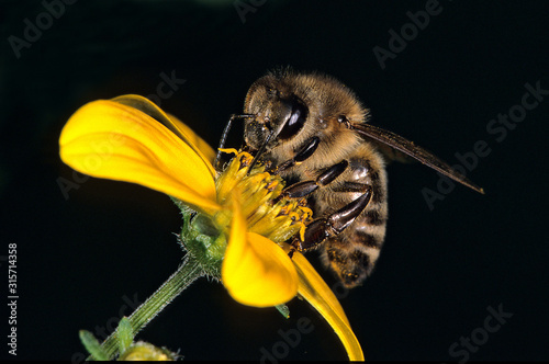 Honigbiene Apis mellifica photo