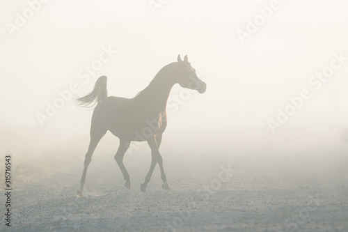 The silhouette of a beautiful arabian horse running free in the misty haze, a portrait in motion in the fog.