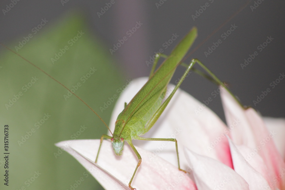 Fototapeta premium praying mantis on a green background