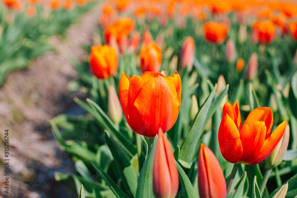 Magical Netherlands landscape with flower tulip field in Holland. Colorful dutch tulips flowering in fields and garden on spring Netherlands. Tourist attraction in Holland on springtime. Soft focus Magical Netherlands landscape with flower tulip field in Holland. Colorful dutch tulips flowering in fields and garden on spring Netherlands. Tourist attraction in Holland on springtime. Soft focus