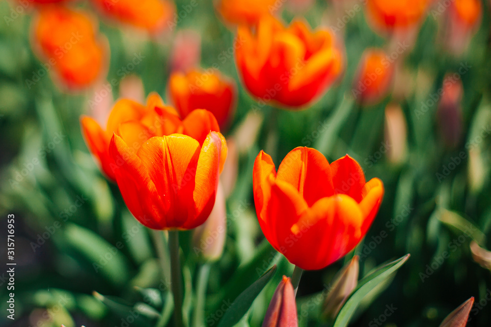 Magical Netherlands landscape with flower tulip field in Holland. Colorful dutch tulips flowering in fields and garden on spring Netherlands. Tourist attraction in Holland on springtime. Soft focus