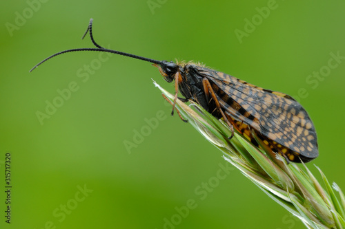 Köcherfliege Phryganea bipunctata photo