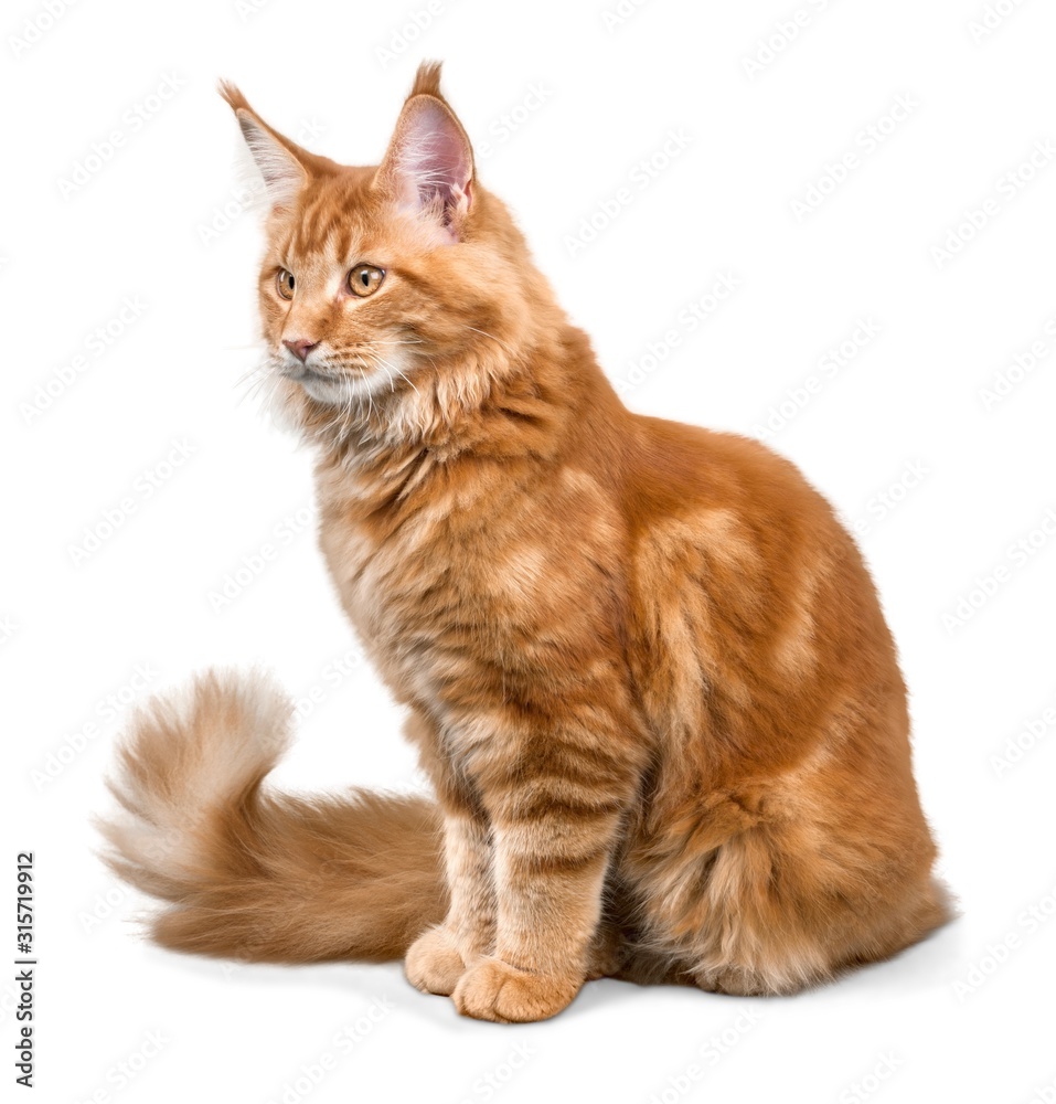 Obraz premium Dream.