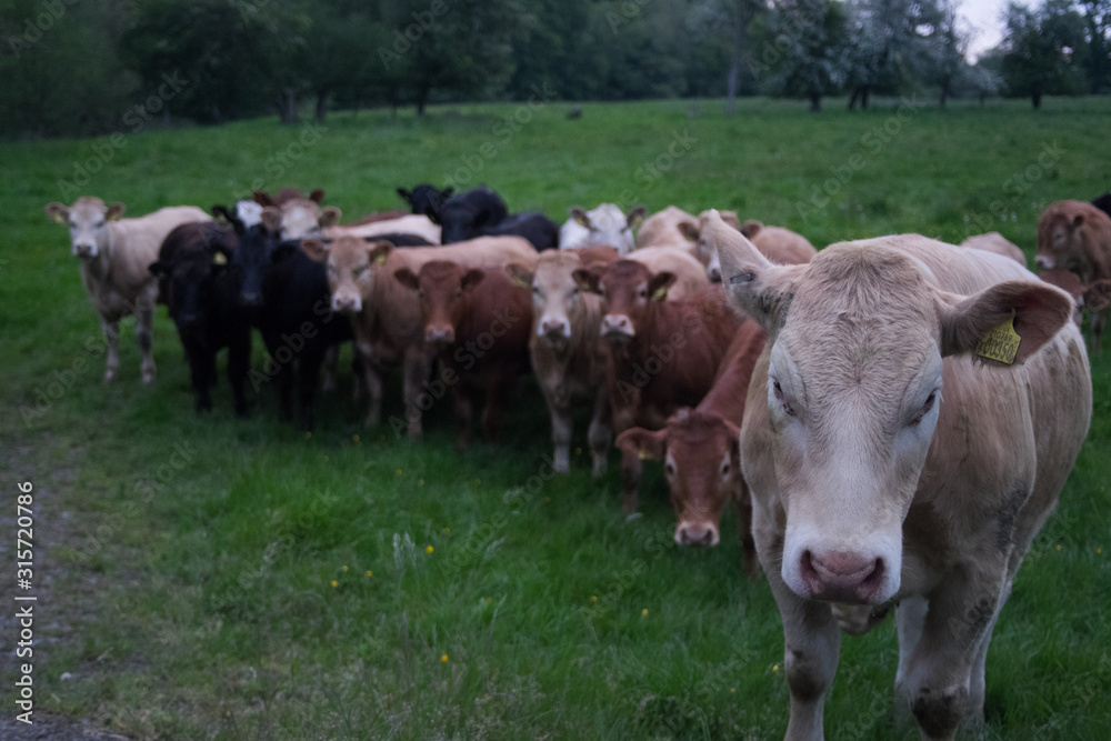 Obraz premium Group of brown cows in a farm field with a single cow in front