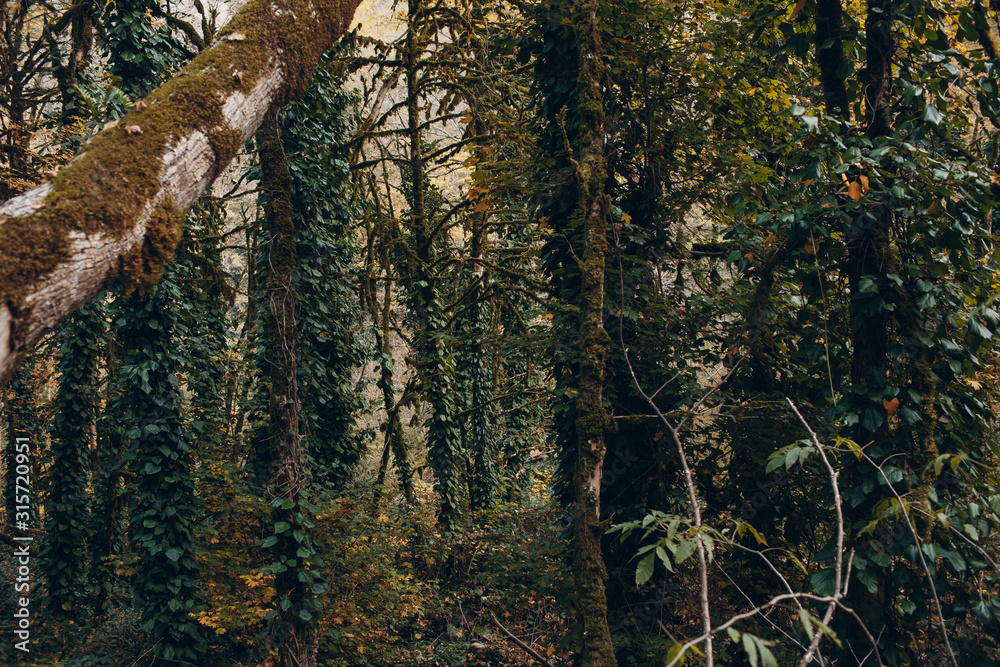 Fototapeta premium Moss trees in a dense forest