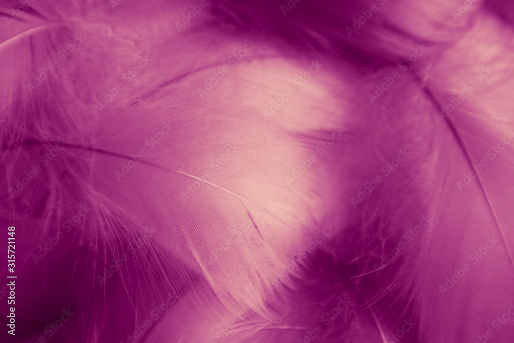Beautiful abstract colorful red and purple feathers on white background and soft white pink feather texture on dark pattern and light red background. Beautiful abstract colorful red and purple feathers on white background and soft white pink feather texture on dark pattern and light red background.