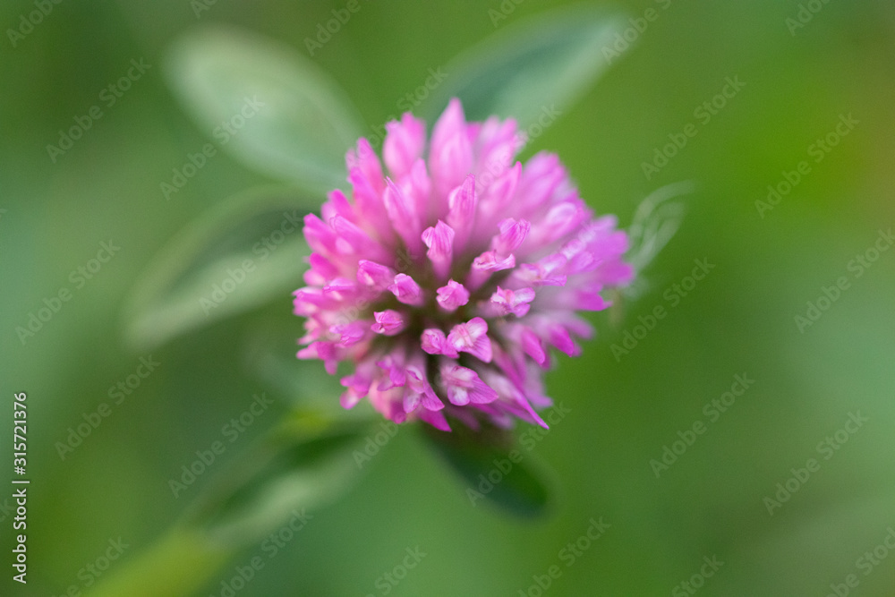 Macro photo nature field blooming red clover flower Macro photo nature field blooming red clover flower