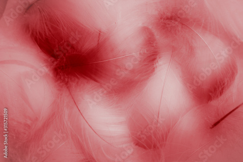 Beautiful abstract colorful red and purple feathers on white background and soft white pink feather texture on dark pattern and light red background.